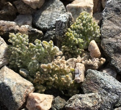 Oreonana vestita