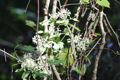 Mikania scandens