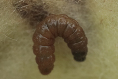 Nothris verbascella