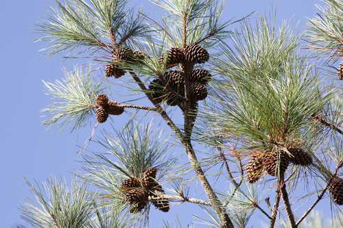 Pinus elliottii var. elliottii