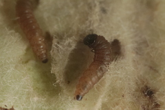 Nothris verbascella