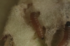 Nothris verbascella