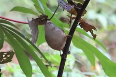 Prinia subflava