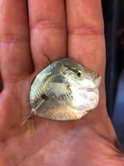 Selene setapinnis