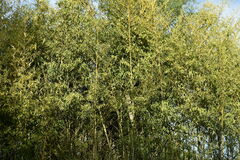 Molothrus bonariensis