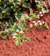 Heliotropium steudneri