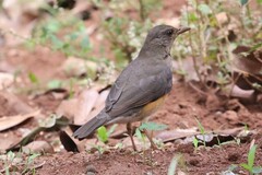 Turdus pelios centralis