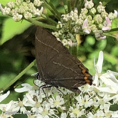 Satyrium w-album