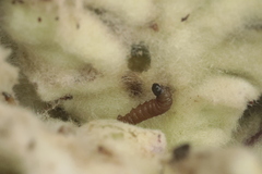 Nothris verbascella