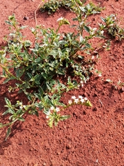 Heliotropium steudneri
