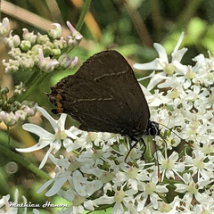 Satyrium w-album