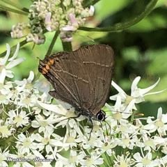 Satyrium w-album