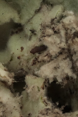 Nothris verbascella