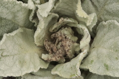 Nothris verbascella