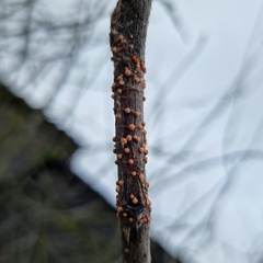 Nectria cinnabarina