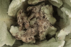Nothris verbascella