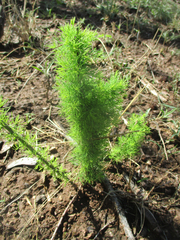 Asparagus suaveolens