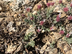 Monardella australis cinerea