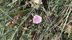 Convolvulus cantabrica