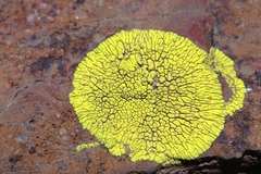 Acarospora hilaris
