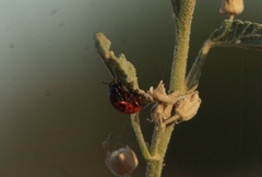 Calligrapha serpentina