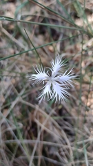 Dianthus hyssopifolius