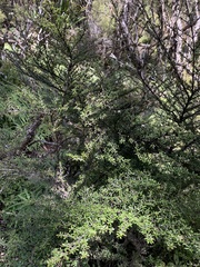 Coprosma microcarpa