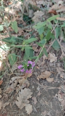 Galeopsis ladanum