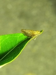 Cicadellidae