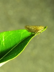 Cicadellidae