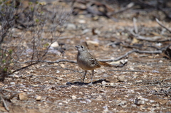 Drymodes brunneopygia