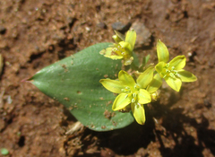 Eriospermum corymbosum
