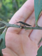 Rhinotia semipunctata