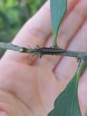 Rhinotia semipunctata