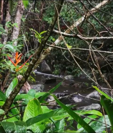 Heliconia psittacorum