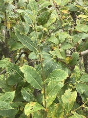 Salix appendiculata