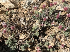 Monardella australis cinerea