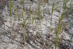 Austrostipa macalpinei