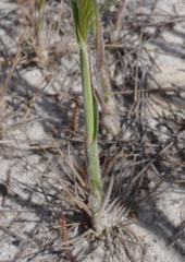 Austrostipa macalpinei
