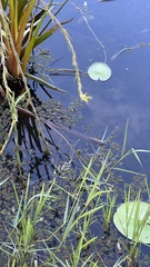 Philydrum lanuginosum