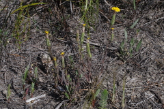 Podotheca gnaphalioides