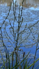 Philydrum lanuginosum