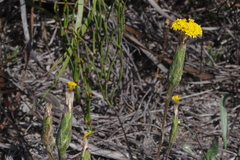 Podotheca gnaphalioides
