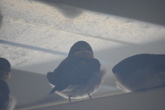 Hirundo neoxena carteri