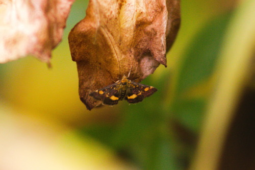 Pyrausta aurata