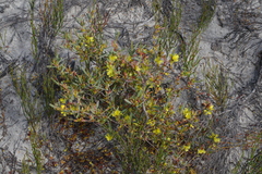 Hibbertia subvaginata