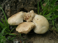 Cyclocybe aegerita