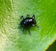 Trigonopterus