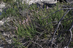 Hemiphora bartlingii