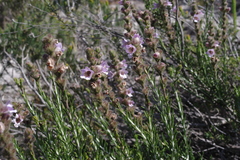 Hemiphora bartlingii